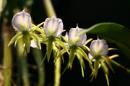 orchidees senat 024 * 4368 x 2912 * (4.23MB)
